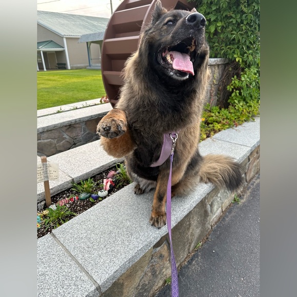 NEW ITEMS COMING SOON - Picture 8 of 8